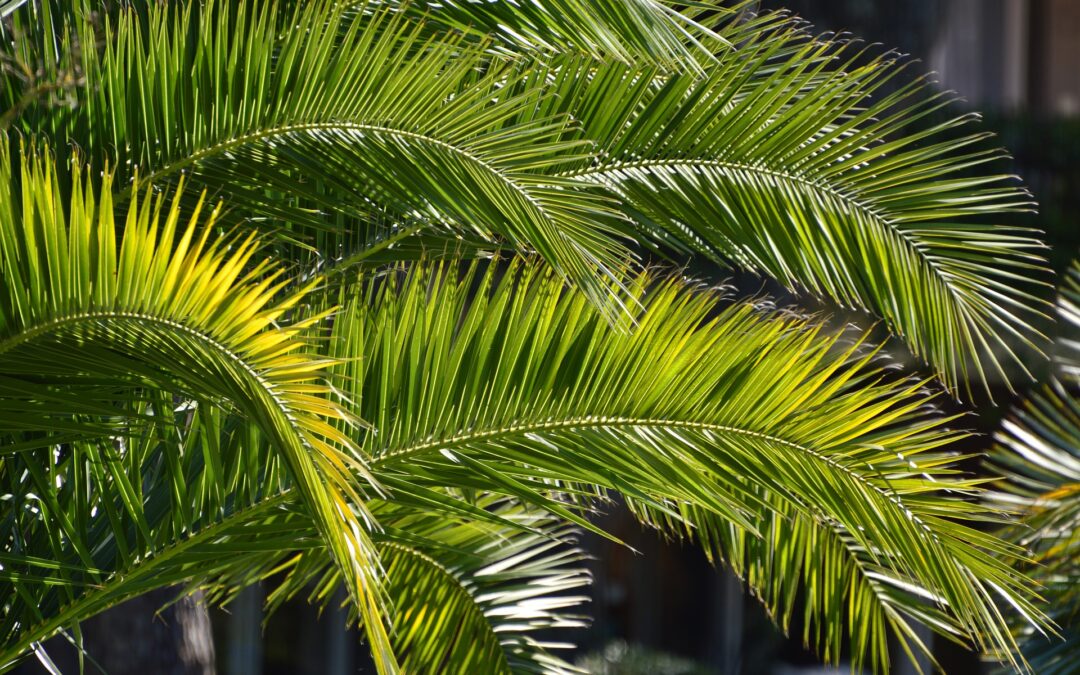 Palmsonntag C 10.04.2022● Gesänge ● Antwortpsalm ● Halleluja